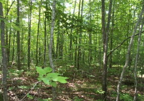 On Red Rock Road, Silver Cliff, Wisconsin 54104, ,Lot,Lots For Sale,Red Rock Road,1131