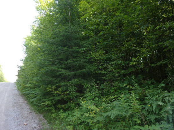 On Red Rock Road, Silver Cliff, Wisconsin 54104, ,Lot,Lots For Sale,Red Rock Road,1131