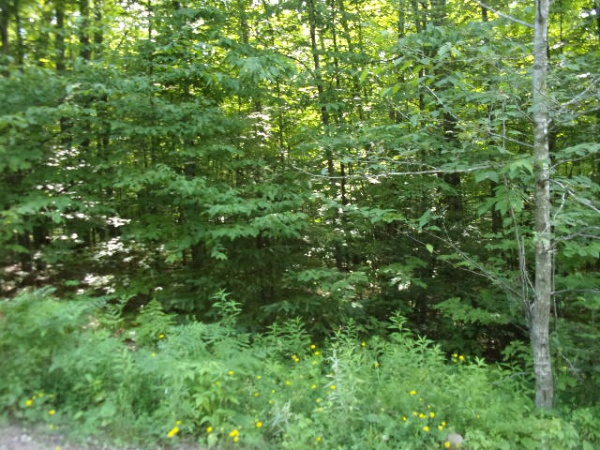 On Red Rock Road, Silver Cliff, Wisconsin 54104, ,Lot,Lots For Sale,Red Rock Road,1131